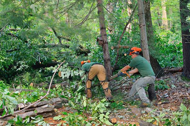 Lawn Renovation and Restoration in Melbourne Beach, FL